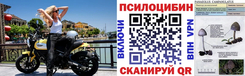Псилоцибиновые грибы GOLDEN TEACHER Петушки